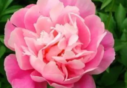 百花之王是什么花,揭秘牡丹、玫瑰与芦荟的传奇故事”