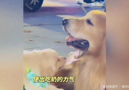娱乐吃瓜酱抚慰犬,见证人间百态，笑谈生活琐事