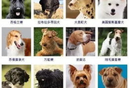 狗的品种及图片,狗狗品种大赏，图解各品种特色与魅力